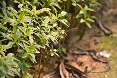 Close-up of plant growing on field