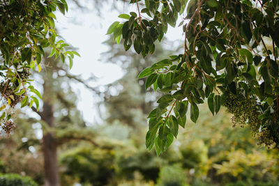 Low angle view of leaves on tree