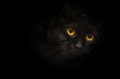 Close-up portrait of black cat