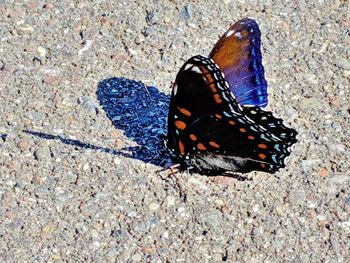 High angle view of butterfly on land
