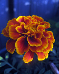 Close-up of yellow flower