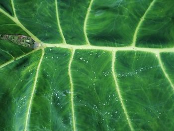 Full frame shot of water drops on leaves