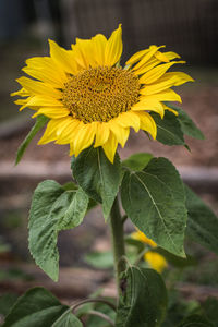 Close-up of sunflower on plant