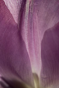 Macro shot of flower