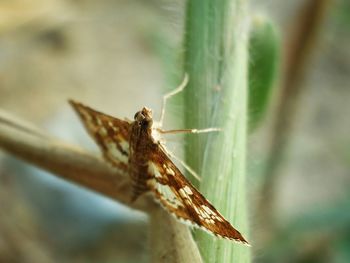 Close-up of insect on leaf