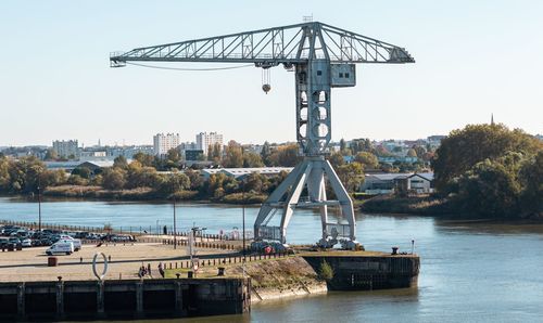 Grue grise de nantes