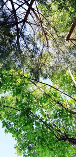 Low angle view of trees against sky