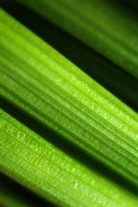 Full frame shot of leaf