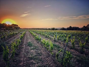 Scenic view of vineyard against sky during sunset