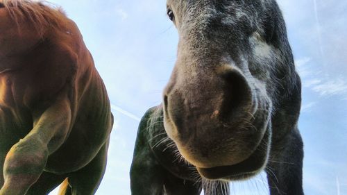 Low angle view of horses against sky