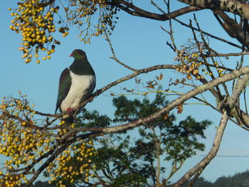 Bird perching on tree against clear sky