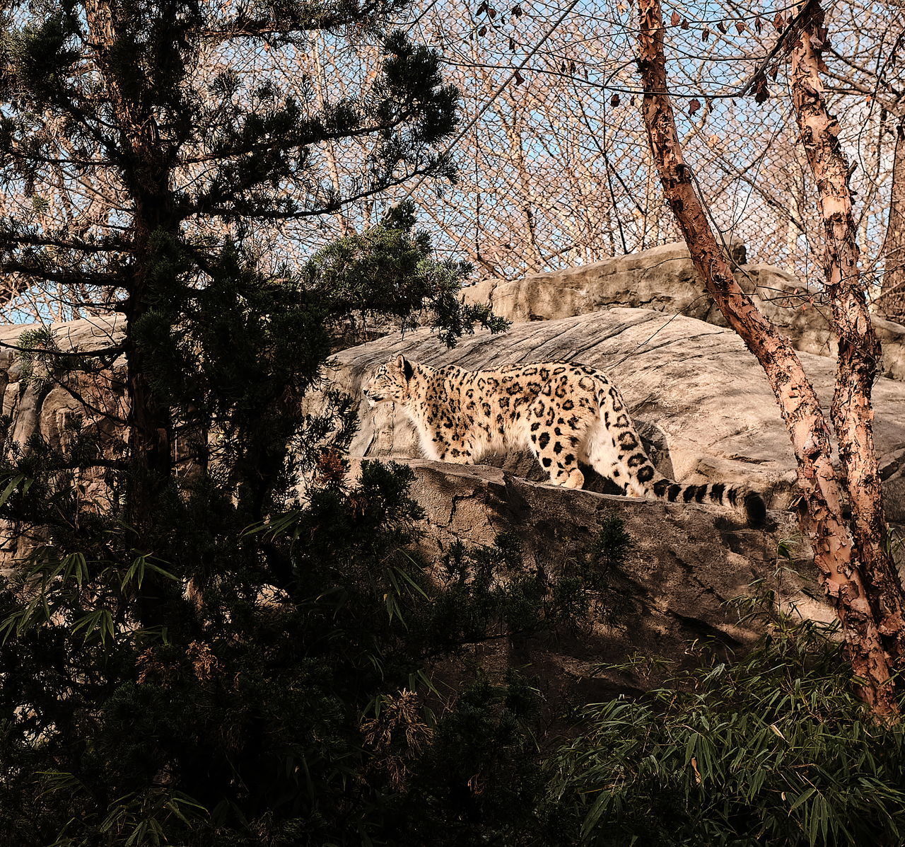 VIEW OF CAT ON FIELD