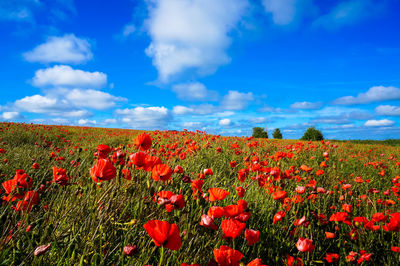 Red poppy flowers growing on field against sky