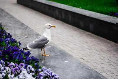 Seagull perching on footpath