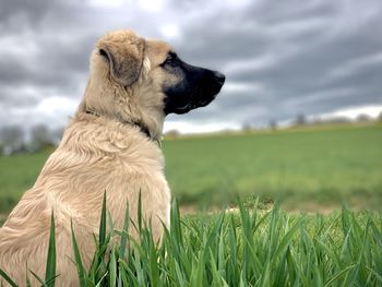 Dog in a field 