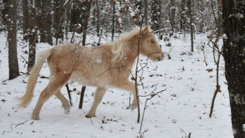 Horse on snow covered land