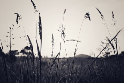 Close-up of stalks in field against sky