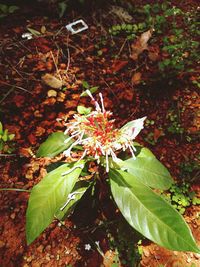 High angle view of plant