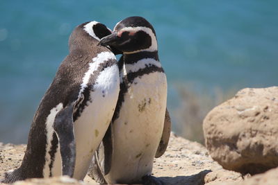 Close-up of penguin on rock at beach