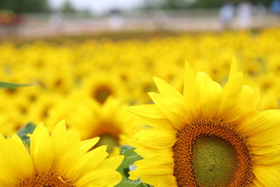 Close-up of sunflower blooming on field