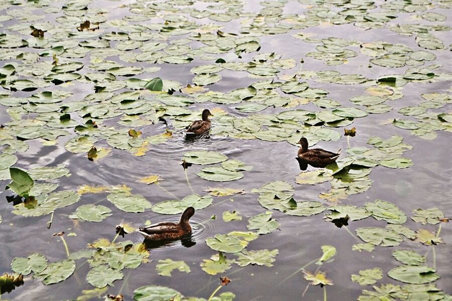 bird, animal themes, animals in the wild, wildlife, water, duck, lake, reflection, swimming, high angle view, nature, leaf, mallard duck, waterfront, water bird, floating on water, outdoors, day, flock of birds