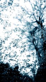 Low angle view of trees against sky