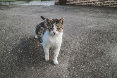 Portrait of a cat