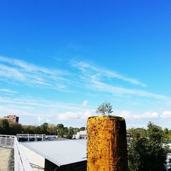 Plants growing outside building against blue sky