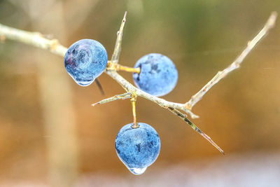 Close up of forgotten blueberries in wintertime