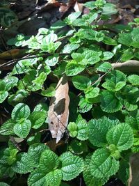 High angle view of leaves on plant