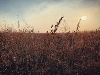 Scenic view of field against sky at sunset