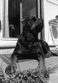 Dog looking away while sitting outdoors