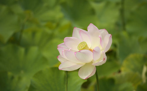 Close-up of pink flower