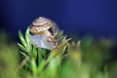 Close-up of insect on leaf