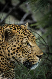 Leopard, hiding