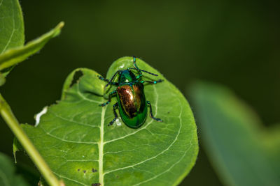 Close-up of insect on leaf