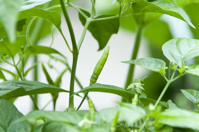 Close-up of plant