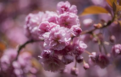 Close-up of pink cherry blossom