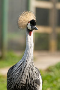 Close-up of bird on field