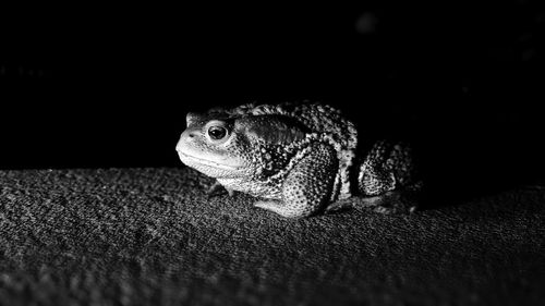 Close-up of lizard