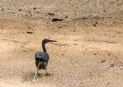 Bird perching on field