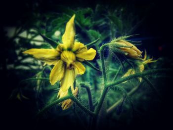 Close-up of yellow flowers