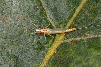 High angle view of insect on plant