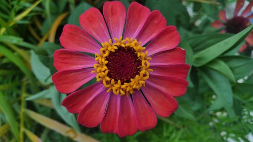 Close-up of red flower