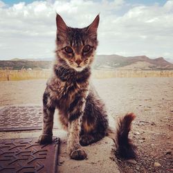 Portrait of cat sitting against sky