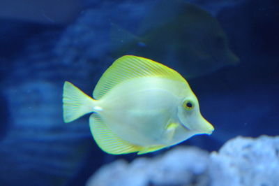 Close-up of fish swimming in sea