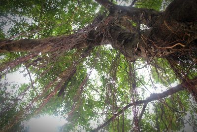 Low angle view of trees in forest