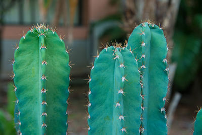 Close-up of cactus plant