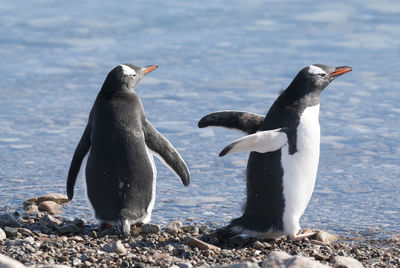 Penguin on field