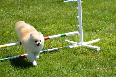 Dog looking away on field